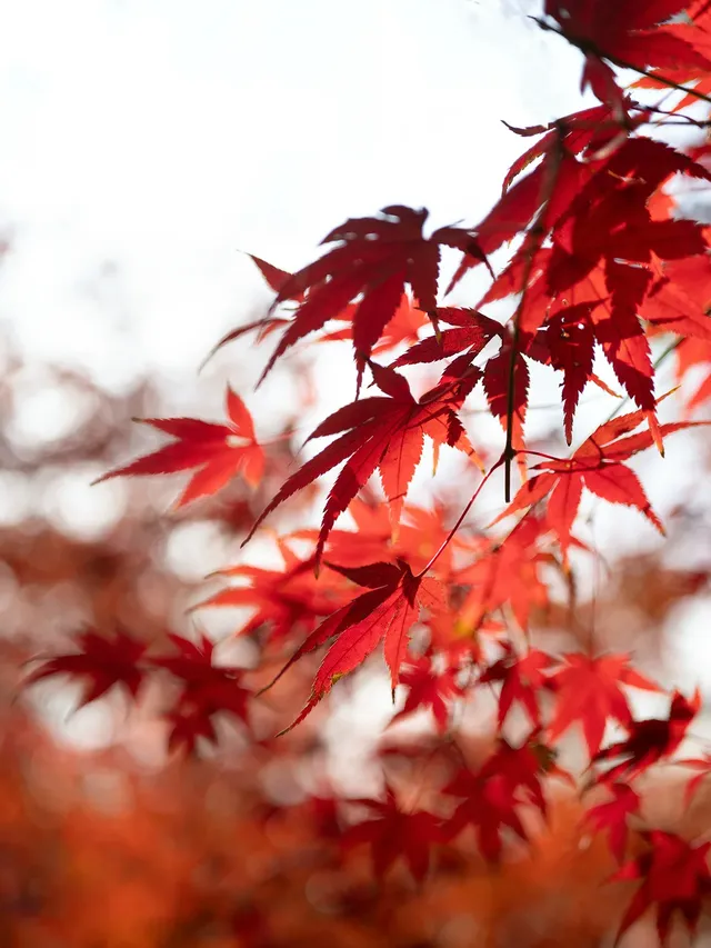 12.5實況|中山植物園這幾個機位包出片的! 12.5實況|中山植物園這幾個機位包出片的!