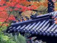 棲霞山的楓葉，是秋天寫給南京的情書