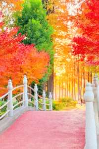 武漢秋天美炸了元旦跨年瘋玩攻略,錯過等一年