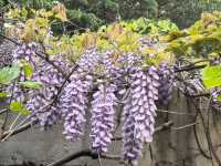 南京音樂台白鴿治癒時刻｜紫金山必打卡地標