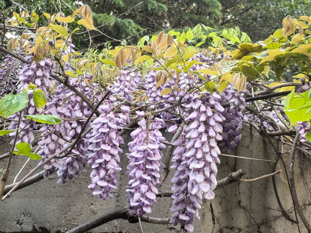 南京音樂台白鴿治癒時刻｜紫金山必打卡地標