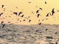 青島棧橋拍海鷗大片