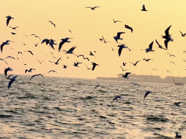 青島棧橋拍海鷗大片 青島棧橋拍海鷗大片