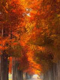 citywalk 狂喜藏在市區的金色森林