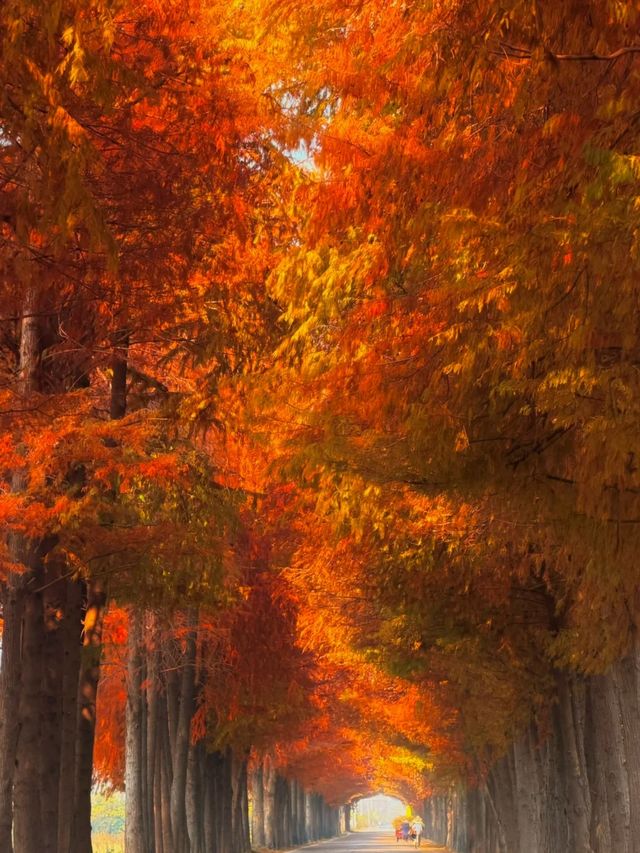 citywalk 狂喜藏在市區的金色森林