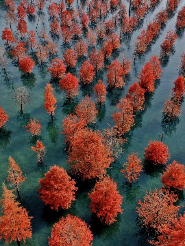 承包紅杉林、古村與銀杏,這條路線美得省心又清澈 承包紅杉林、古村與銀杏,這條路線美得省心又清澈