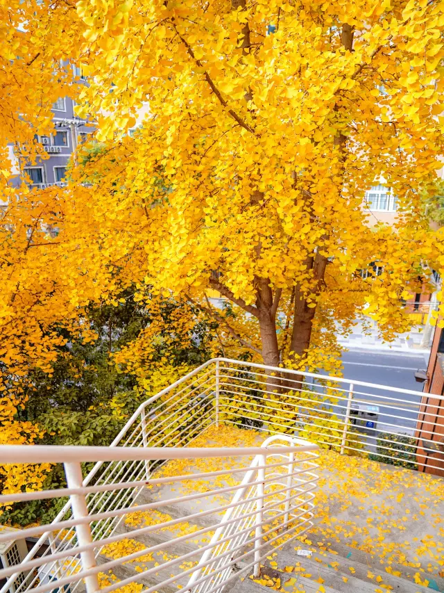 The stunning ginkgo staircase in the Magic City is now in full bloom! If you don’t go this week, it will really be gone