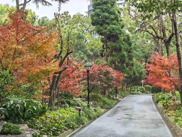 上海人民公園層林盡染,藏不住的秋日浪漫! 上海人民公園層林盡染,藏不住的秋日浪漫!