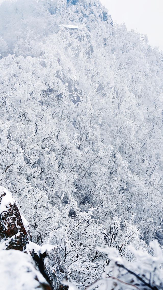 北京初雪刷屏南京紫金山霧淞已在路上!東北平替絕美暴擊 北京初雪刷屏南京紫金山霧淞已在路上!東北平替絕美暴擊
