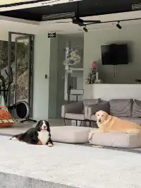 在莫干山見到了頂級的寵物友好