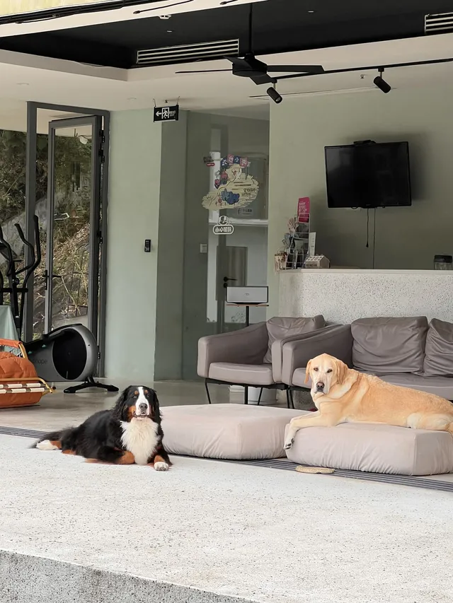 在莫干山見到了頂級的寵物友好 在莫干山見到了頂級的寵物友好