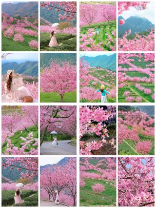 Guangdong people must know about this cherry blossom viewing paradise with a guide