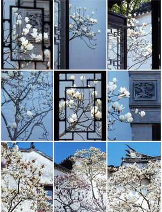 Shi Xiang Ji|Magnolia in Ouyuan Garden, Spring Gently Framed by the Window Lattice
