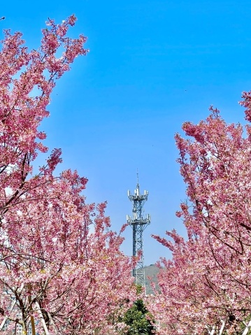 作品紹介　　【桜】 舟山の桜シーズンが期間限定で開幕、島全体の桜追跡ガイドが3月を