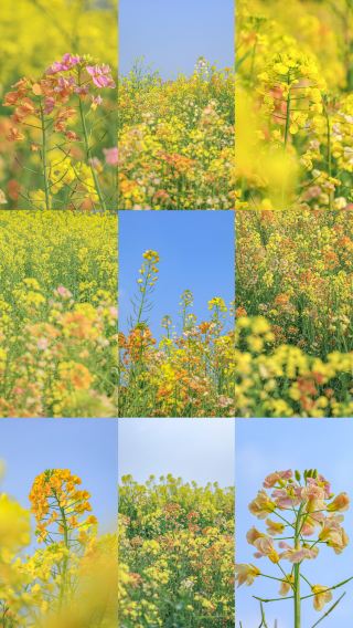 The colorful rapeseed flowers in Yanghu, Changsha are stunning! A spring romance like Monet's garden