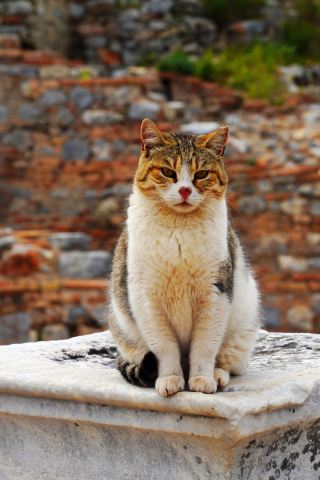 ในตุรกี ทุกเมืองล้วนแฝงไว้ซึ่งความอ่อนโยนและพลังแห่งการเยียวยาของแมว