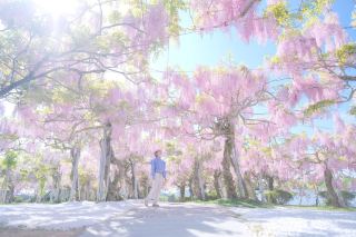 2026 Sera Plateau Wisteria Festival: The Purple Romance of Hiroshima