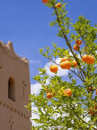夏にチュニジアなど複数国を巡る旅は最高！