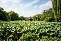 保定古蓮花池，一座城市中的「小江南」。走進蓮池，如同走進了江南的煙雨中。亭台樓閣、小橋流水，讓人彷彿