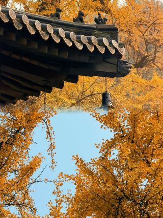 가을의 시안: 석 달 동안 고대 도시를 뒤덮는 눈부신 색채의 향연