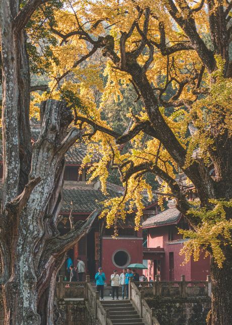 Chengdu in November is turning gold: 5 photogenic, uncrowded ginkgo spots