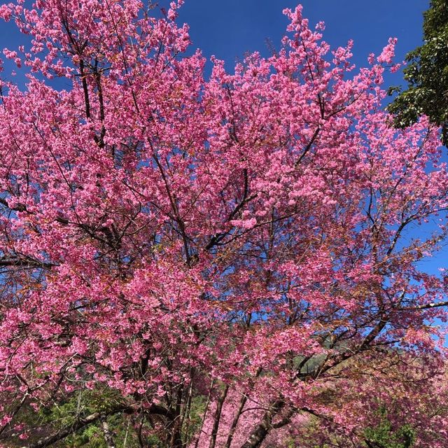 ดอกพญาเสือโคร่งบานแล้วที่เชียงใหม่ 🌸