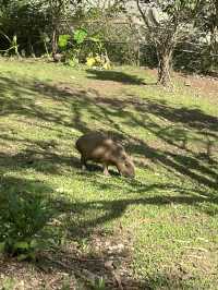 Animal Encounter at Cebu Safari