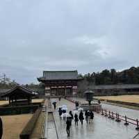奈良公園一日遊❤️餵鹿經驗🦌
