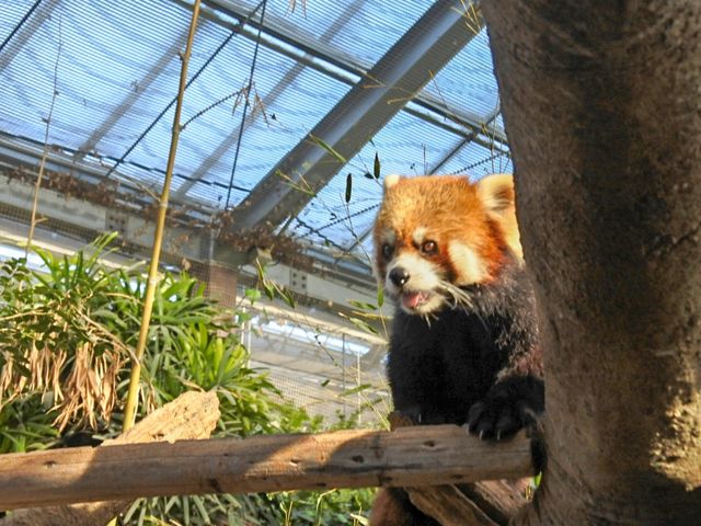 可愛い動物にたくさん会える神戸どうぶつ王国