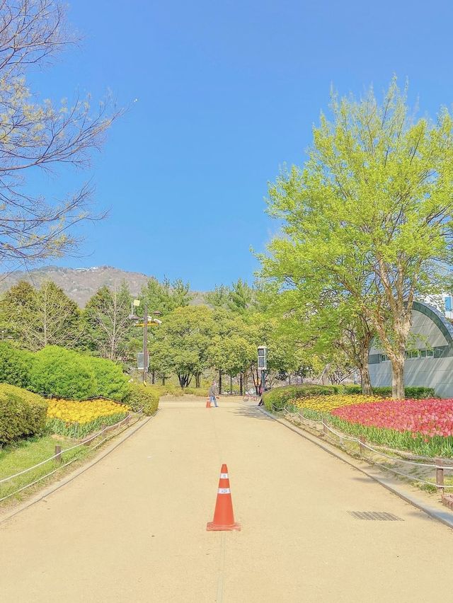 튤립과 벚꽃, 김해 연지공원💛