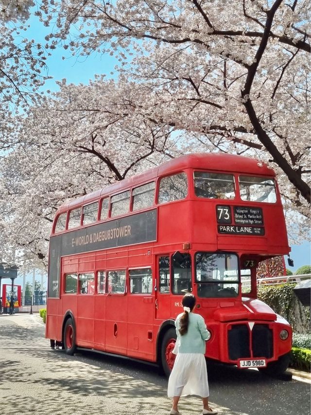 대구의 너무 이쁜 벚꽃 명소:: 이월드🌸