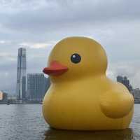 四遇鴨鴨Rubber Duck🤣