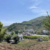 The dreamy teas gardens of Hangzhou 