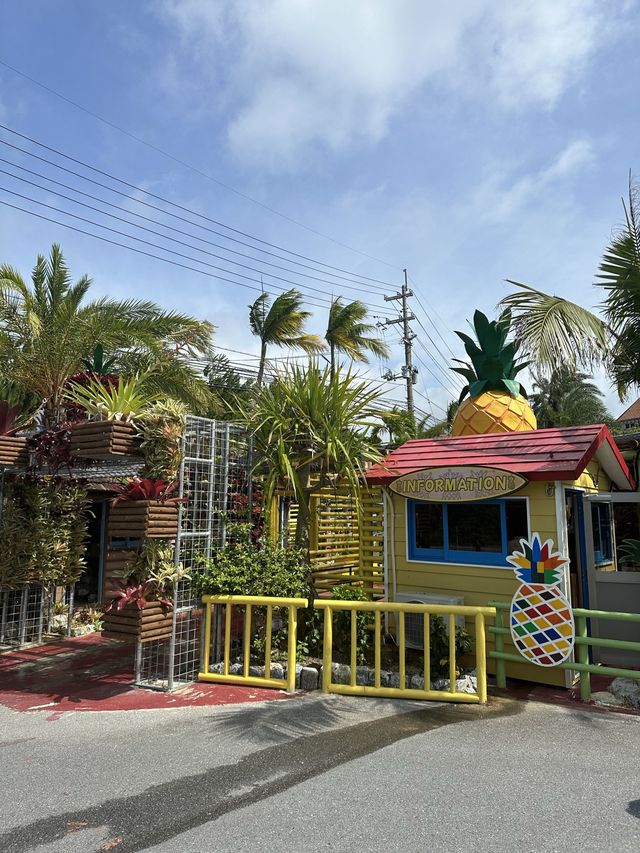 🌺沖縄 名護　パイナップルパーク🍍