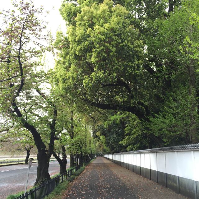 岡山 ｜後樂園河畔賞櫻花🌸快閃之旅