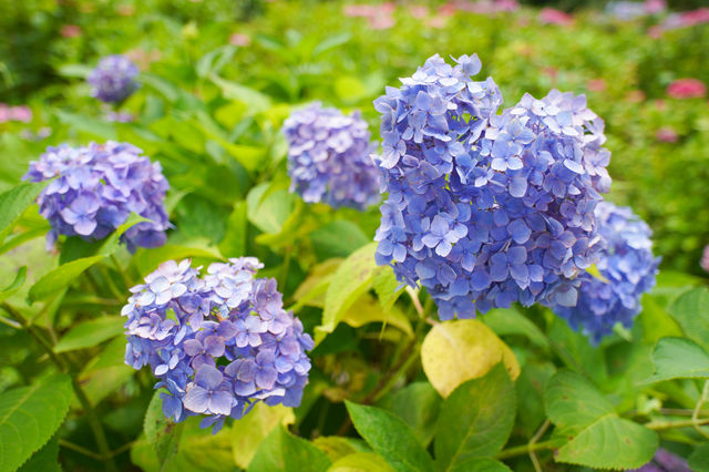 京都最美繡球花