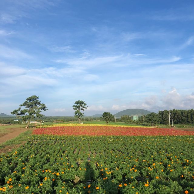 🌸계절마다 다른 알록달록 꽃밭, 서귀포 보롬왓🌸