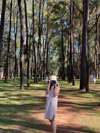 สวนสนแม่แตง 🌲✨