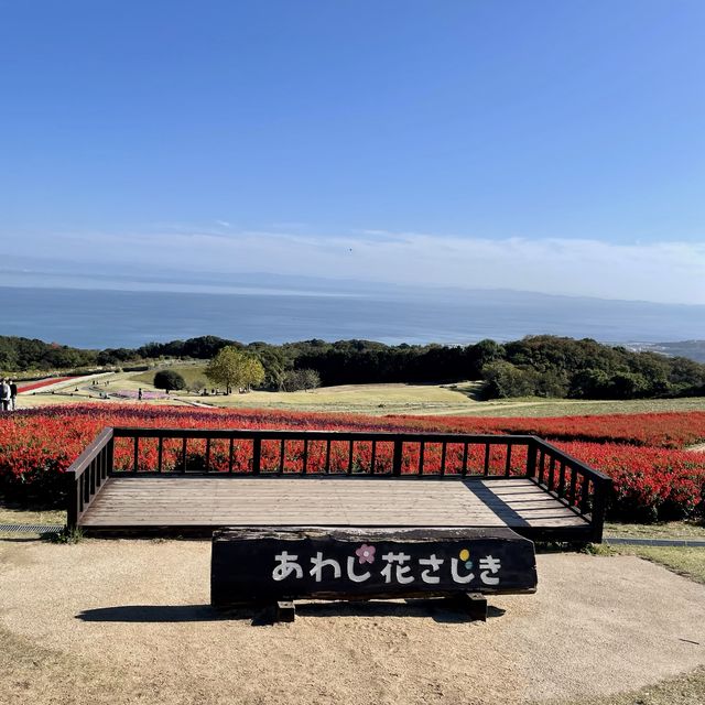 【ペットとお出かけ】コスモス畑が広がる秋の「あわじ花さじき」へ
