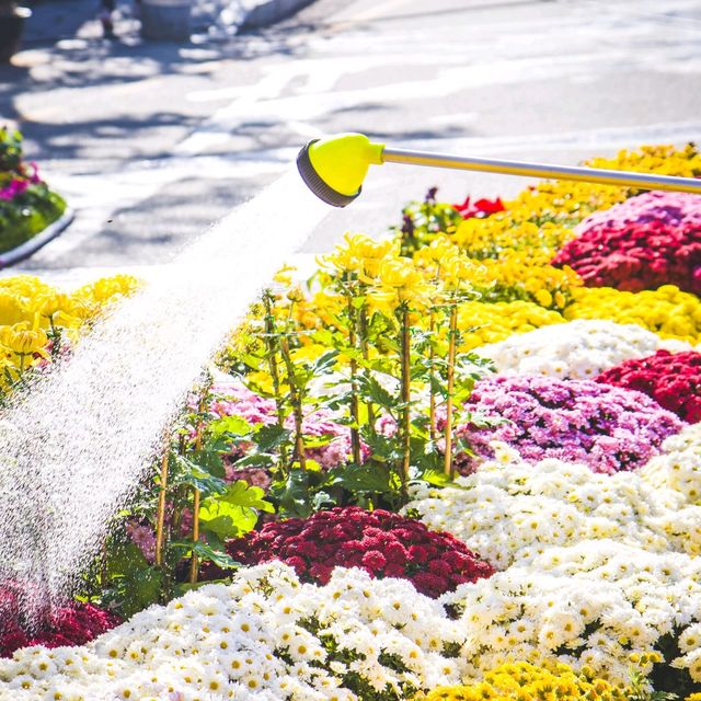 오색빛깔 만개한 월출산 국화축제 근황 🌼