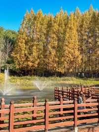 가을옷 예쁘게 입은 청남대 메타세콰이어길🍂🍁