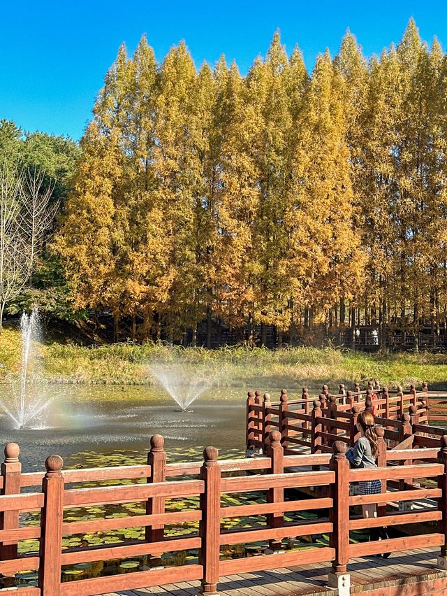 가을옷 예쁘게 입은 청남대 메타세콰이어길🍂🍁