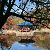 The Place with Eternal Autumn Foilage!