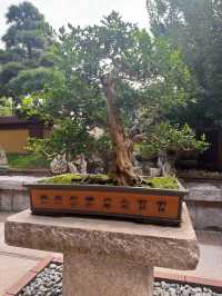 一人之境🙌🏻在鑽石山遊京都金閣寺😁
