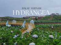 Hydrangea Garden  | DàLat Veitnam 🇻🇳