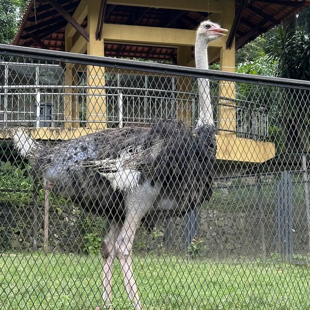 Bird Park in Kuala Lumpur