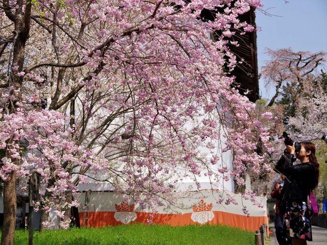 【京都市】桜咲き誇る春の名所🌱