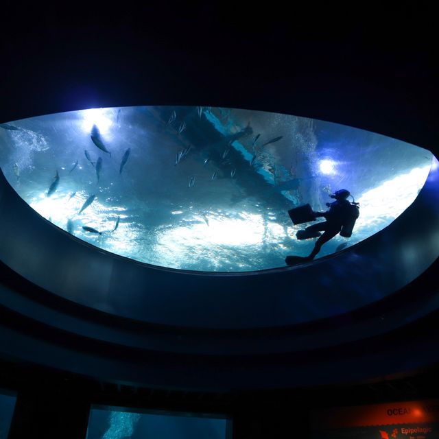 S.E.A Aquarium  