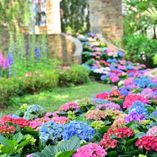 元朗公園靚靚花卉👍👍👍