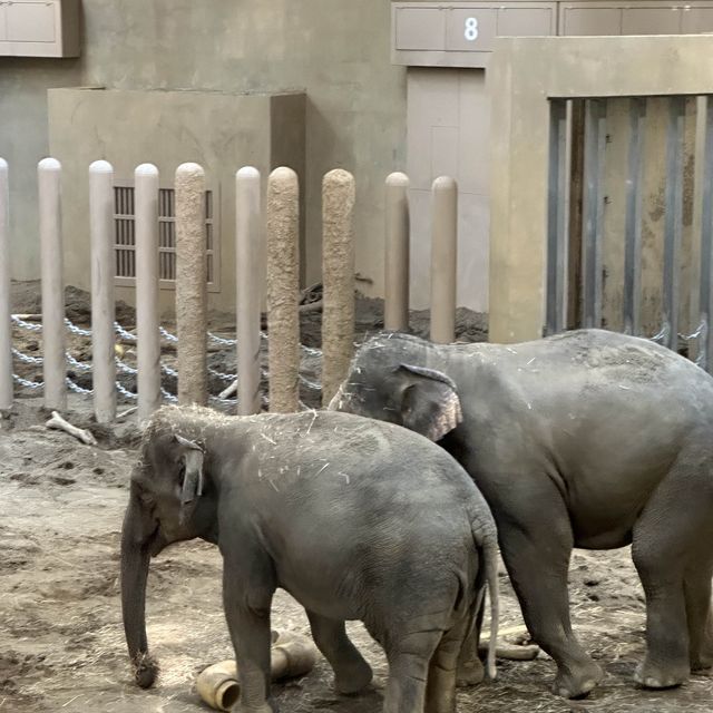 円山動物園 本地人和遊客都值得一遊的地方👍🏻